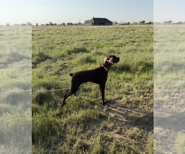 Medium Photo #4 German Shorthaired Pointer Puppy For Sale in HASKELL, TX, USA