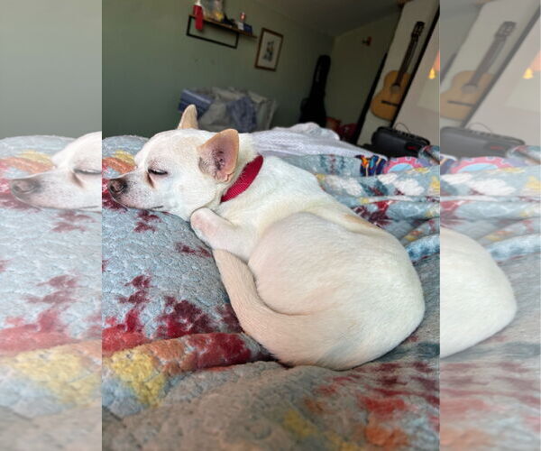 Medium Photo #3 Chihuahua Puppy For Sale in St. Louis Park, MN, USA