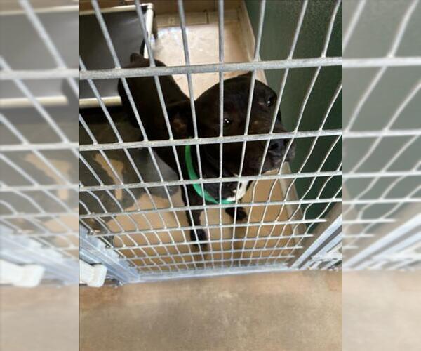 Medium Photo #1 Labrador Retriever-Unknown Mix Puppy For Sale in Texas City, TX, USA