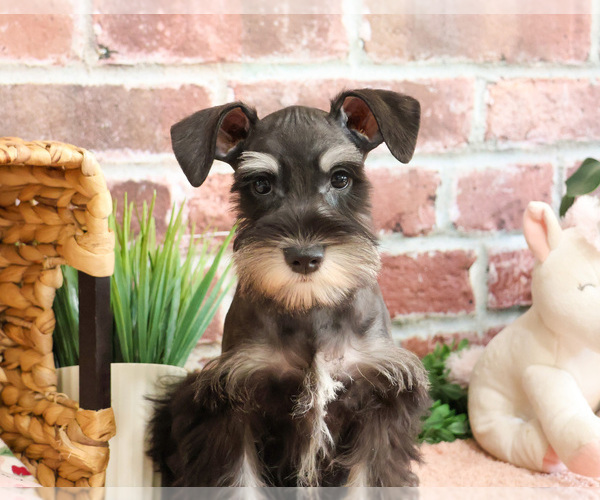 Medium Photo #3 Schnauzer (Miniature) Puppy For Sale in SYRACUSE, IN, USA