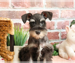 Small #2 Schnauzer (Miniature)