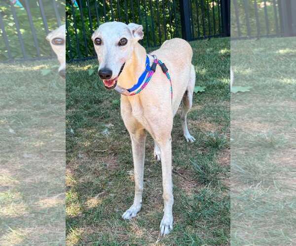 Medium Photo #1 Greyhound Puppy For Sale in Cherry Hill, NJ, USA