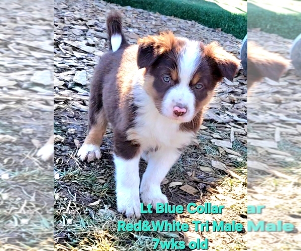 Medium Photo #83 Border Collie Puppy For Sale in BYBEE, TN, USA