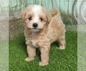 Maltipoo-Poodle (Miniature) Mix Puppy for sale in ARTHUR, IL, USA