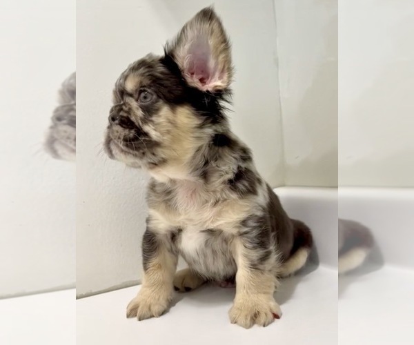 Medium Photo #24 French Bulldog Puppy For Sale in AGOURA HILLS, CA, USA