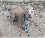 Small Photo #1 American Pit Bull Terrier Puppy For Sale in Green Cove Springs, FL, USA