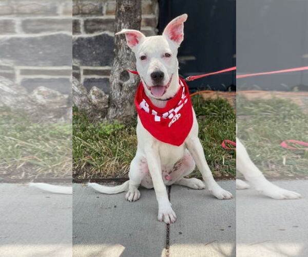 Medium Photo #12 Boxer-Unknown Mix Puppy For Sale in Euless, TX, USA