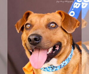 Mutt Dogs for adoption in San Diego, CA, USA