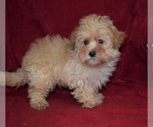Maltese-Poodle (Toy) Mix Puppy for sale in BARNESVILLE, KS, USA