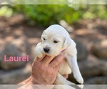 Puppy Laurel English Cream Golden Retriever