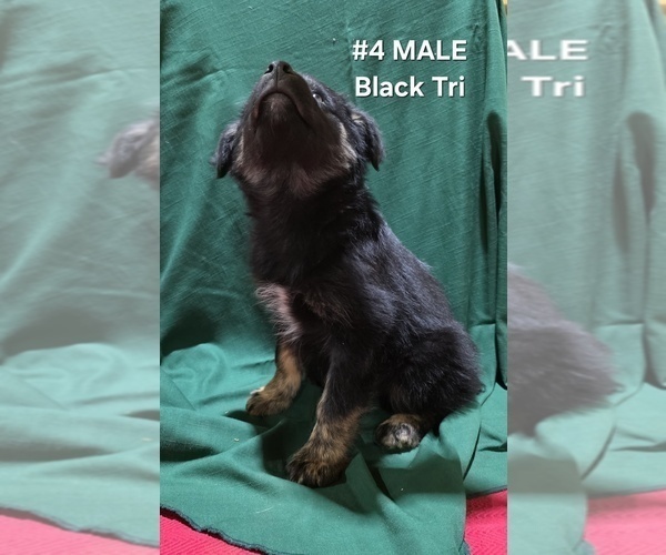 Medium Photo #16 Australian Shepherd Puppy For Sale in CLARKSVILLE, TX, USA