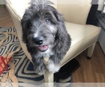 Small Photo #9 Aussiedoodle Miniature  Puppy For Sale in GOSHEN, IN, USA