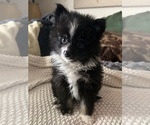 Small Photo #6 Pomeranian Puppy For Sale in SACRAMENTO, CA, USA
