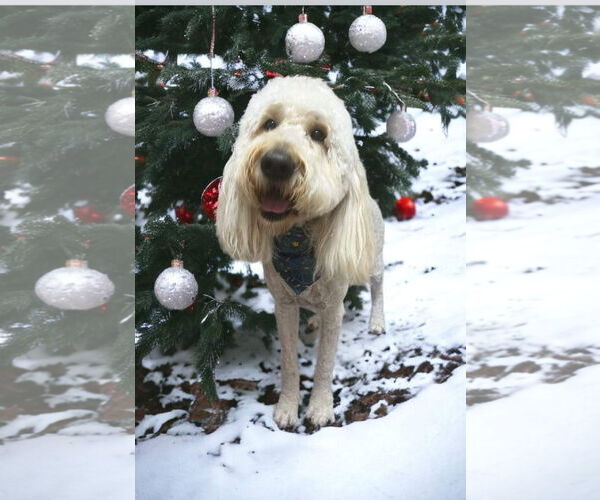 Medium Photo #4 Goldendoodle Puppy For Sale in McDonough, GA, USA