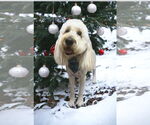 Small #3 Goldendoodle