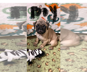 Pug Puppy for sale in FREDERICKSBURG, VA, USA