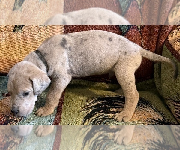 Medium Photo #2 Great Dane Puppy For Sale in GALLOWAY, OH, USA