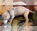 Small #1 Great Dane