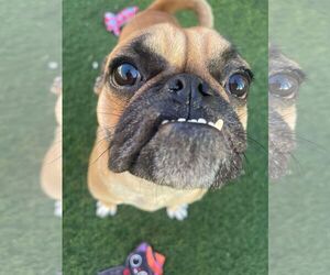 Boxer-Pug Mix Dogs for adoption in phoenix, AZ, USA