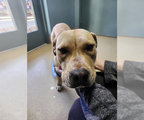 Medium Photo #1 American Staffordshire Terrier-Unknown Mix Puppy For Sale in Newton, NC, USA