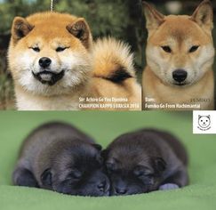 Shiba Inu Puppy for sale in LOVELAND, OH, USA