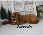 Small #18 Cavalier King Charles Spaniel