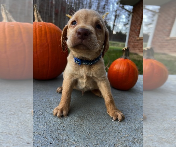 Medium Photo #5 Labrador Retriever Puppy For Sale in NEOLA, WV, USA