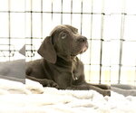 Small Mastiff