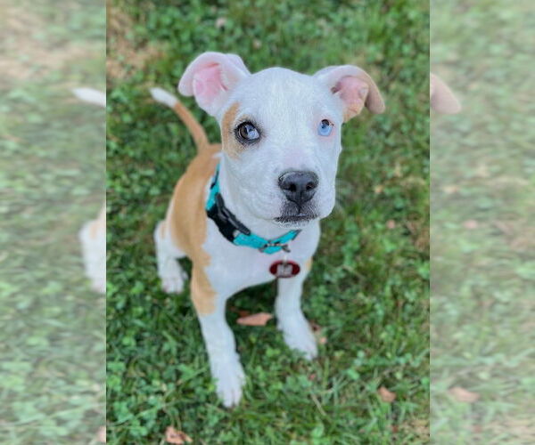 Medium Photo #13 American Pit Bull Terrier-Unknown Mix Puppy For Sale in Wakefield, RI, USA