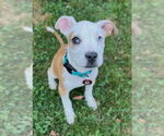 Small #12 American Pit Bull Terrier Mix