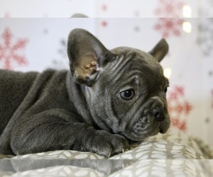 French Bulldog Puppy for sale in ERIAL, NJ, USA