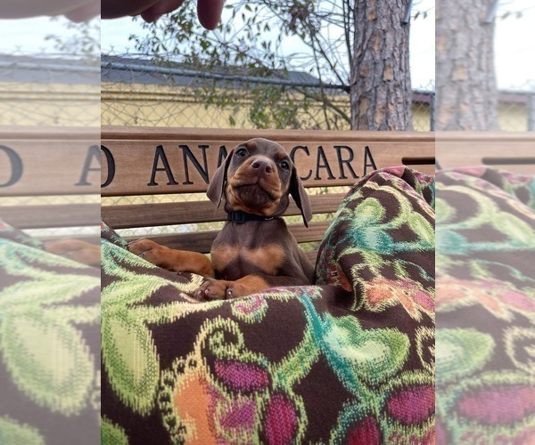 Medium Photo #22 Doberman Pinscher Puppy For Sale in LUTZ, FL, USA