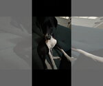 Tequila - Female Great Dane-Unknown Mix Dog for Adoption - Small photo