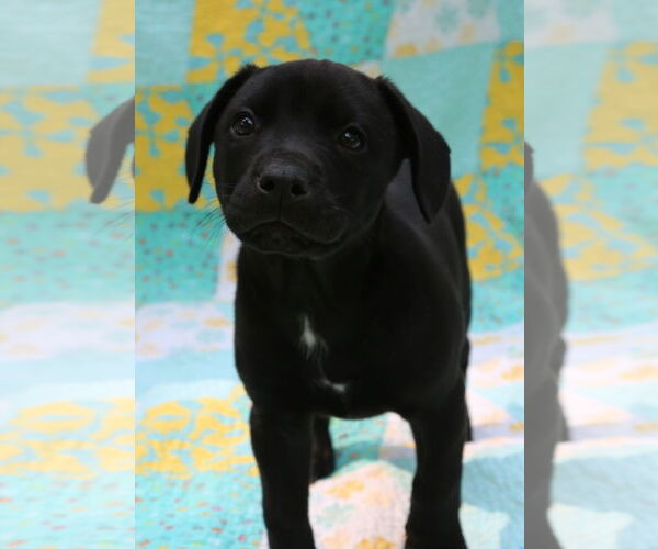 Medium Photo #8 Mutt Puppy For Sale in Wakefield, RI, USA