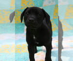 Small #7 Mutt