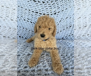 Poodle (Standard) Puppy for sale in FONTANA, CA, USA