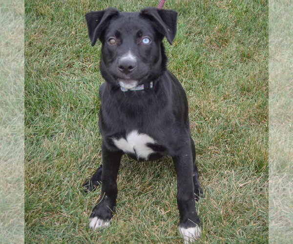 Medium Photo #2 Border Collie-Unknown Mix Puppy For Sale in Huntley, IL, USA