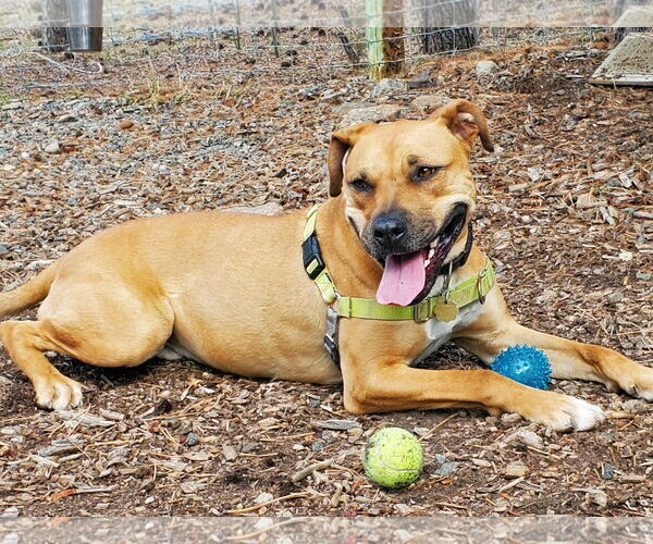 Medium Photo #3 Bull-Boxer Puppy For Sale in Aurora, CO, USA