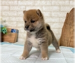 Small Photo #8 Shiba Inu Puppy For Sale in SEATAC, WA, USA