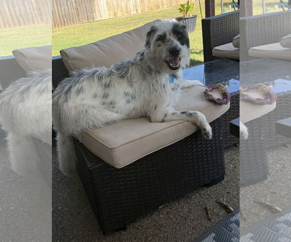 Medium Photo #5 Dalmatian-Old English Sheepdog Mix Puppy For Sale in Fort Worth, TX, USA