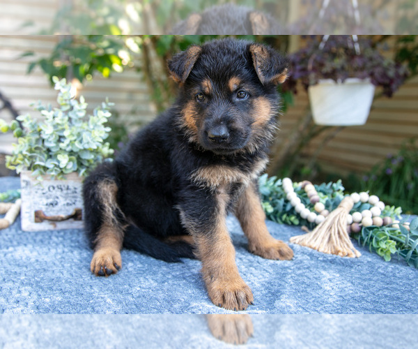 Medium Photo #2 German Shepherd Dog Puppy For Sale in MANTON, MI, USA