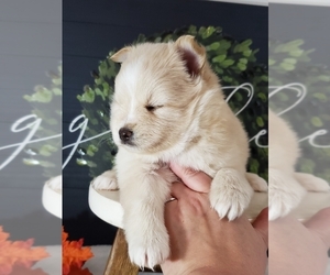 Pomsky Puppy for sale in ELK RIVER, MN, USA