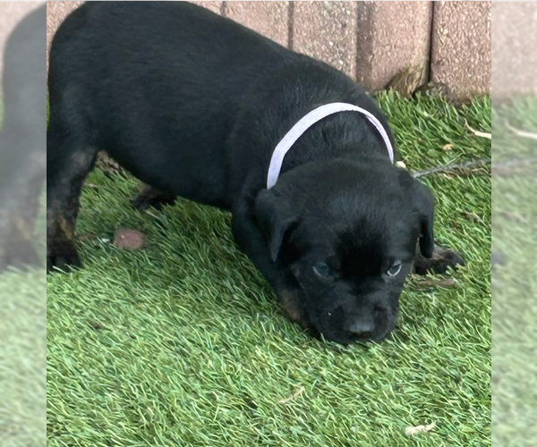 Medium Photo #4 Labrador Retriever-Unknown Mix Puppy For Sale in OKLAHOMA CITY, OK, USA