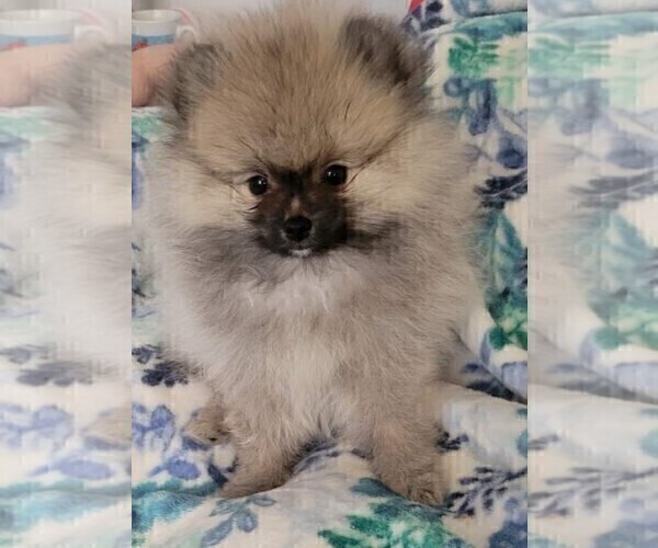 Medium Photo #3 Pomeranian Puppy For Sale in MENIFEE, CA, USA