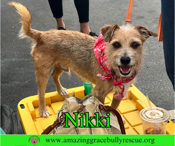 Medium Photo #3 Mutt Puppy For Sale in Pensacola, FL, USA