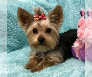 Mother of the Yorkshire Terrier puppies born on 02/25/2019