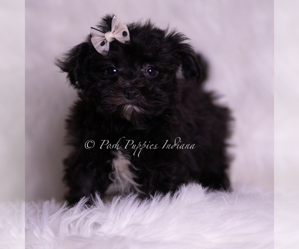 Medium Photo #38 Morkie Puppy For Sale in WARSAW, IN, USA