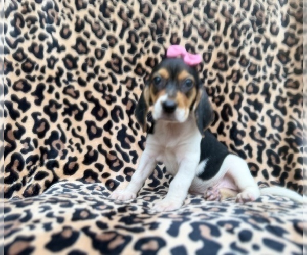 Medium Photo #9 Beagle Puppy For Sale in LAKELAND, FL, USA