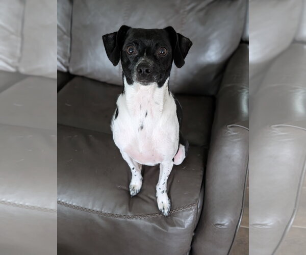 Medium Photo #2 Rat Terrier-Unknown Mix Puppy For Sale in Oakhurst, NJ, USA