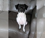 Small #1 Rat Terrier Mix